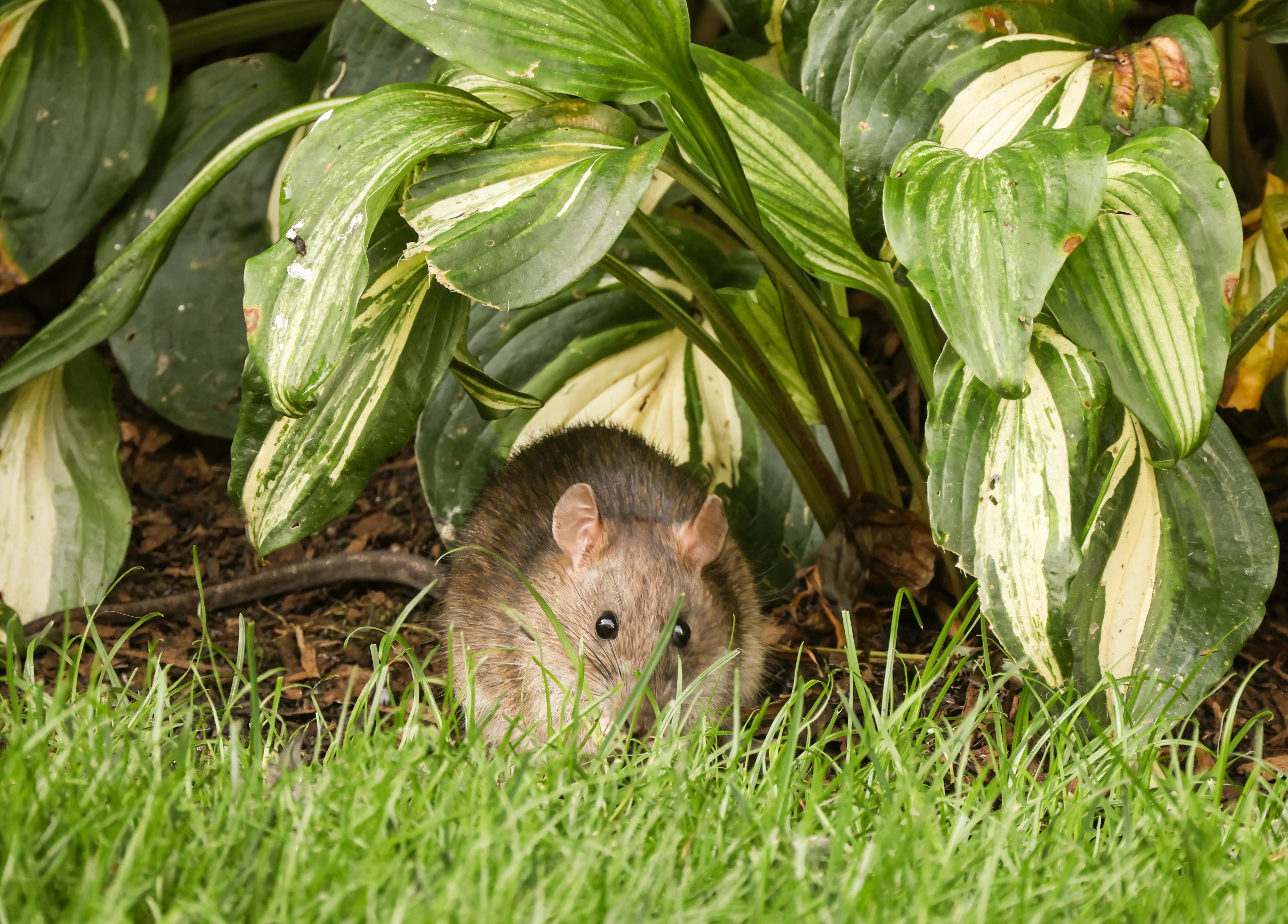 rat hiding beneath the leaves of a plant in a grassy area