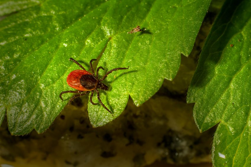 orange and black insect on a leaf