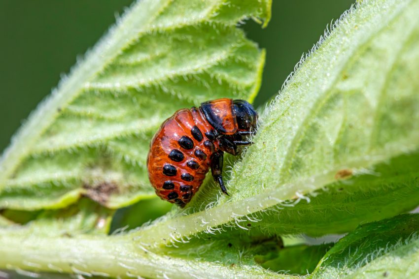 beetle on a leaf