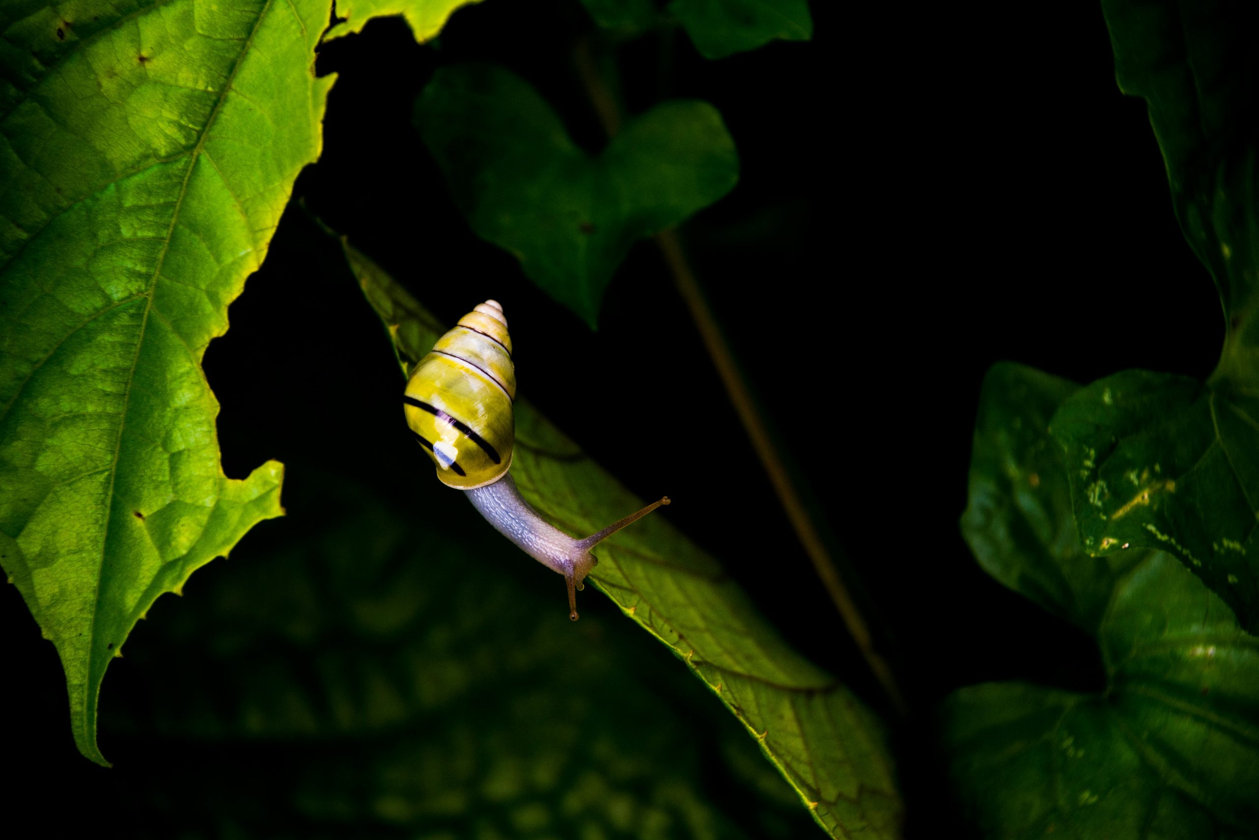 snail on a leaf