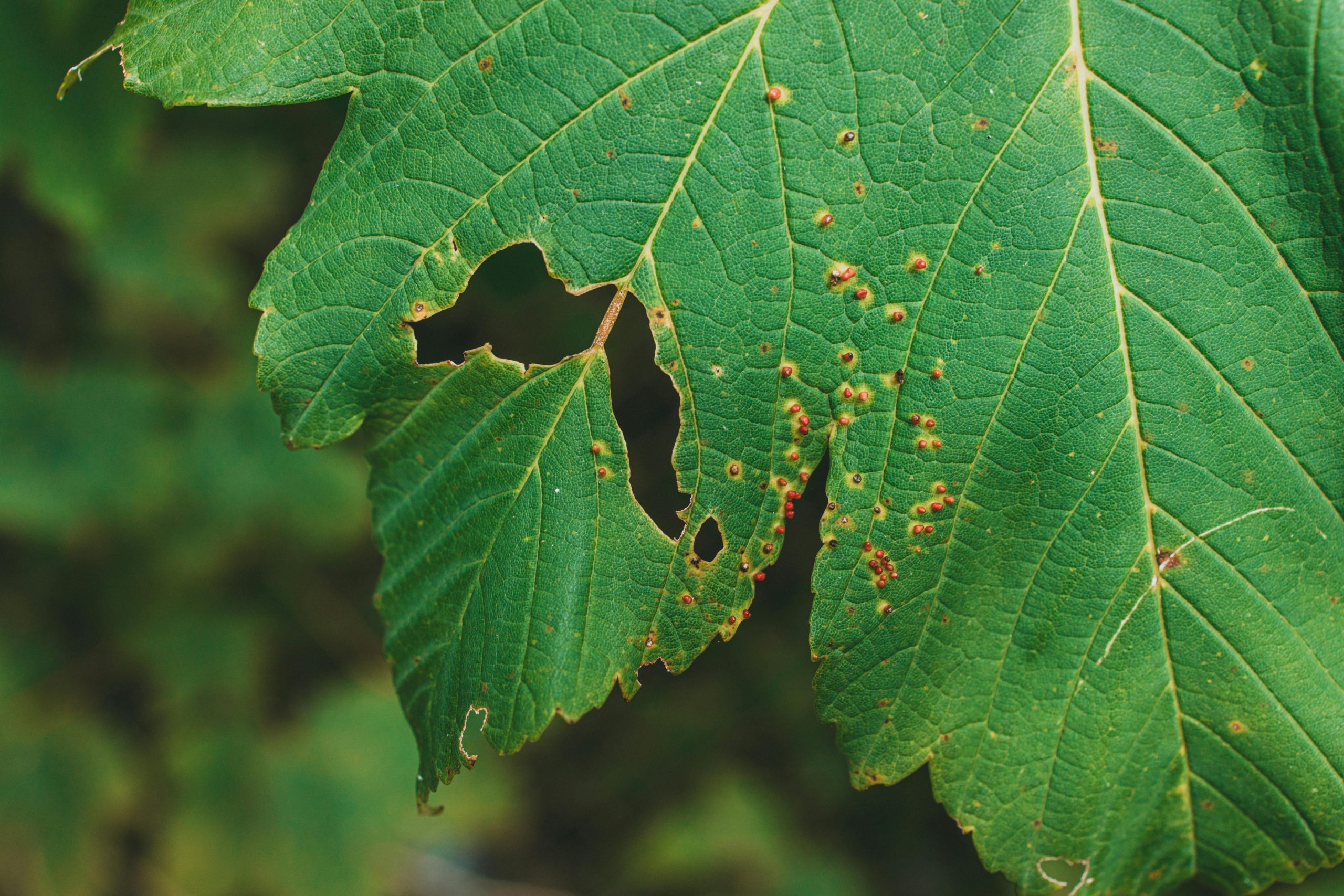 leaf with small holes